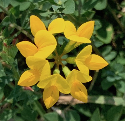 Yellow Flower