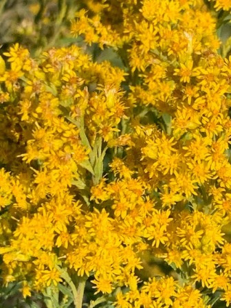 Yellow Wild Flowers