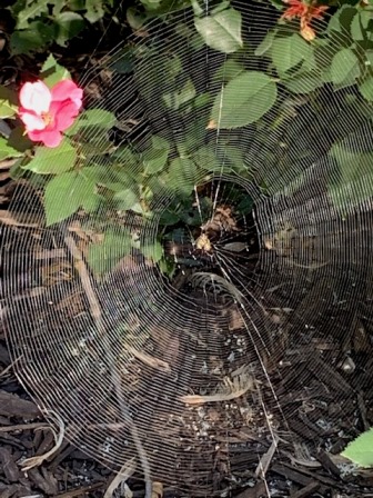 Spider Web